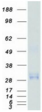 Coomassie blue staining of purified CD63 protein.